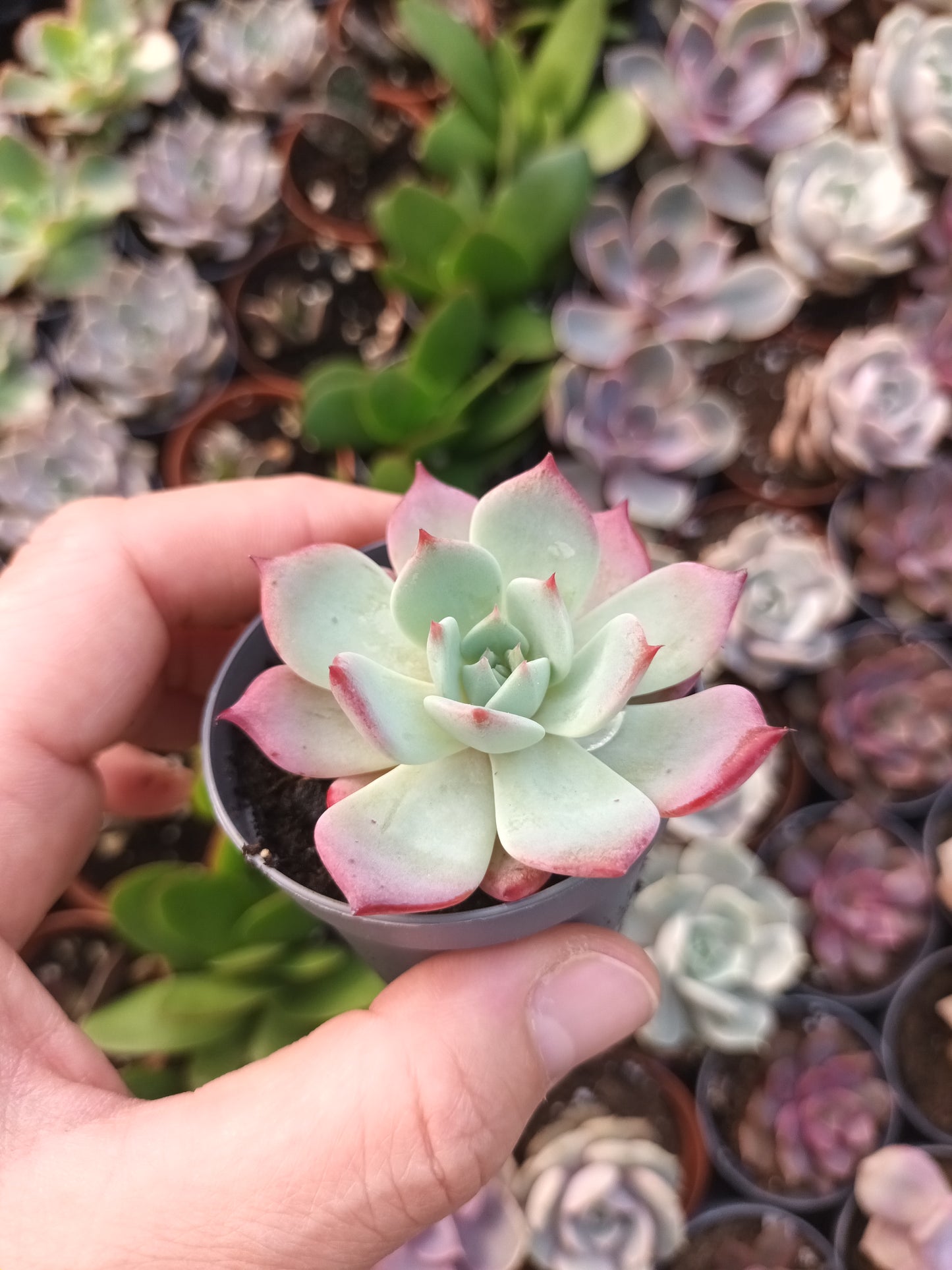 Echeveria laurensis azulita