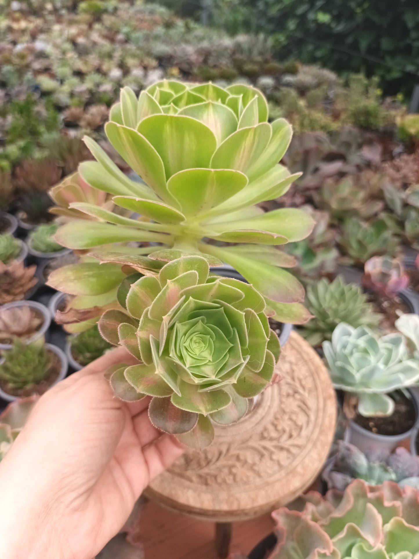 Aeonium pink witch middle PLANTA MADRE
