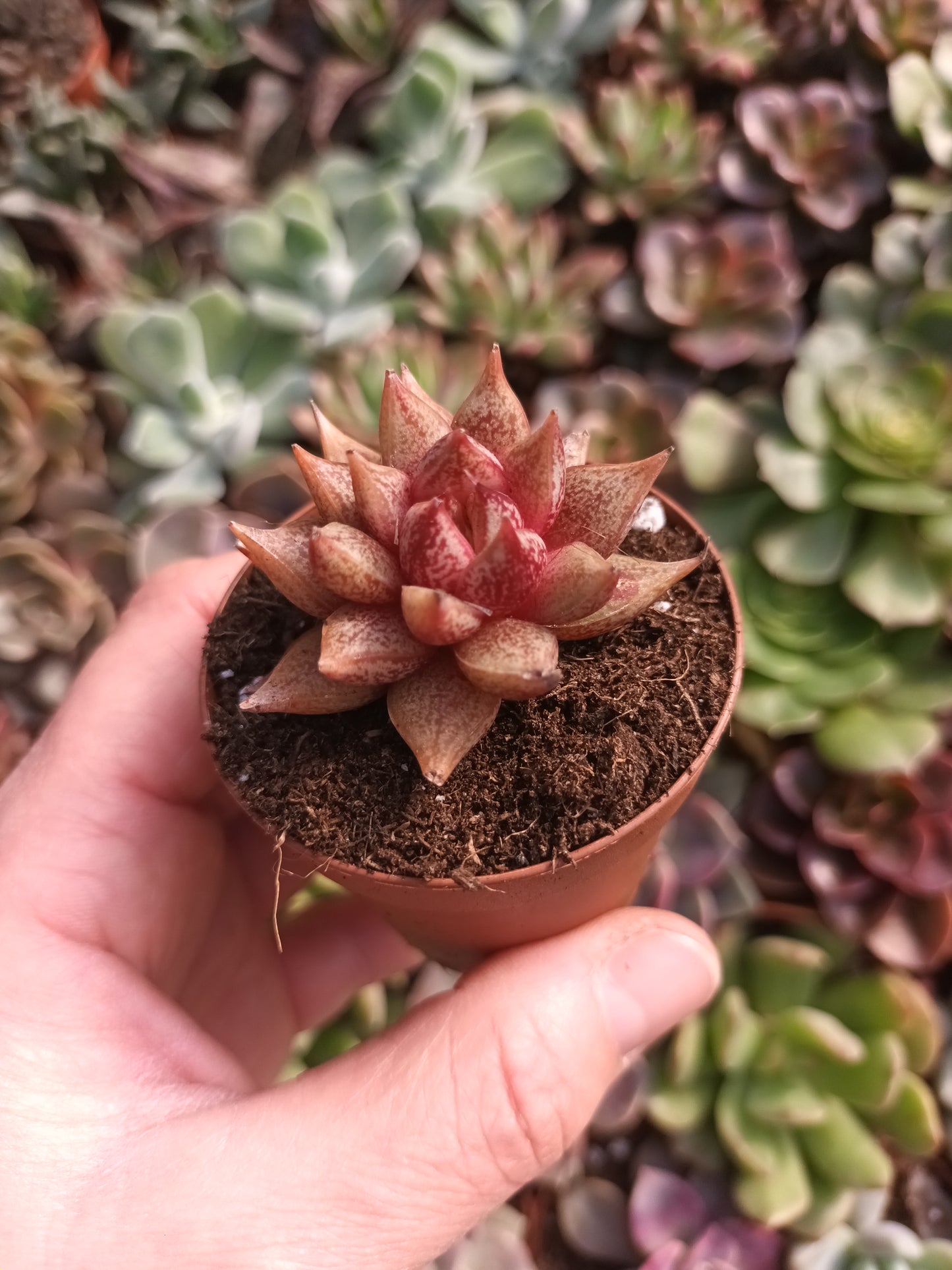 Echeveria Belle Etoile