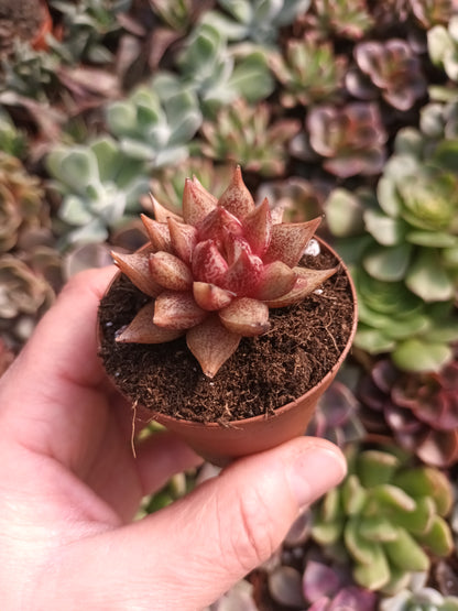 Echeveria Belle Etoile