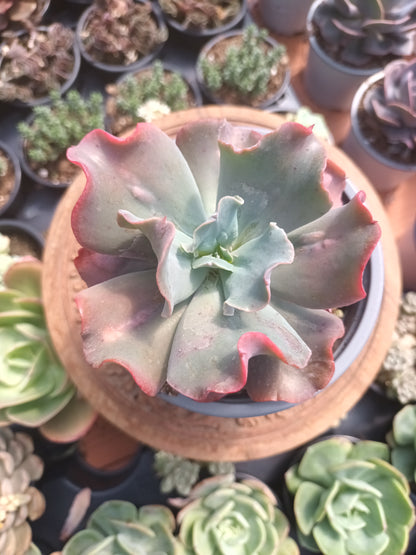 Echeveria culibra