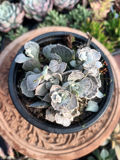 Kalanchoe Rhombopilosa