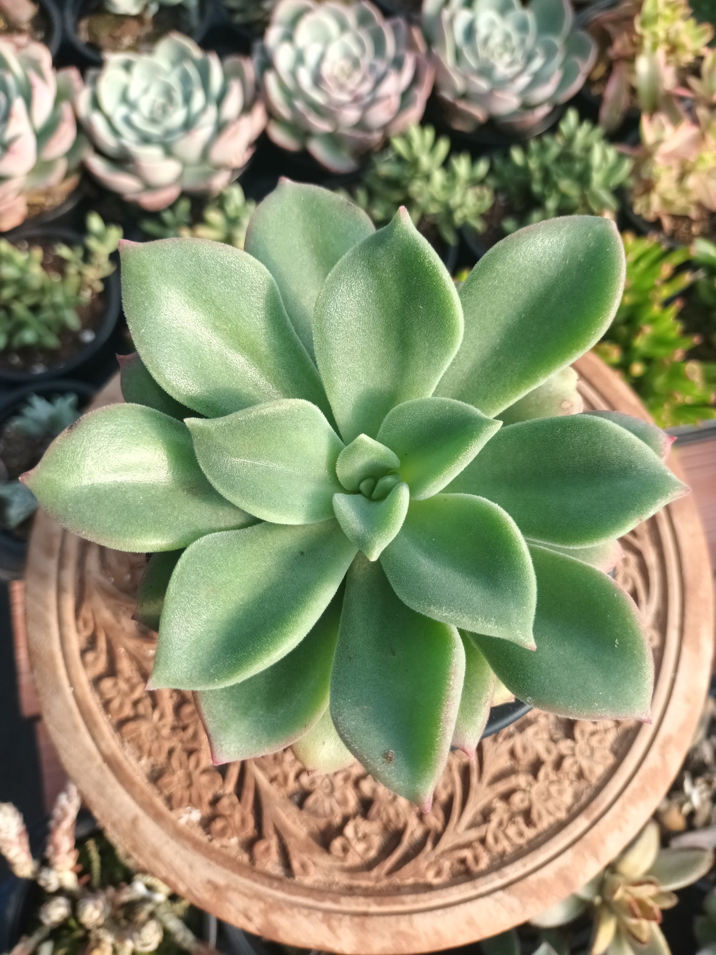 Echeveria setosa 'Beneton'