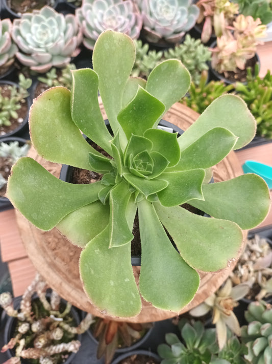 Aeonium canariense hybrid 'Pink form'