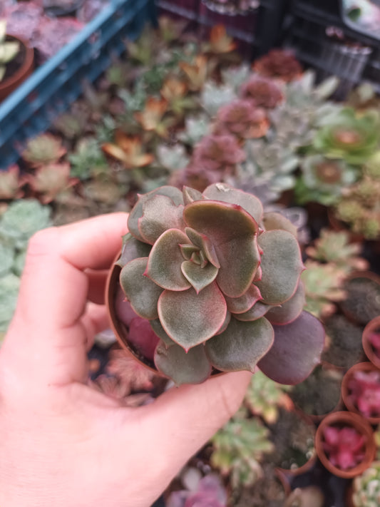 Echeveria agavoides mont