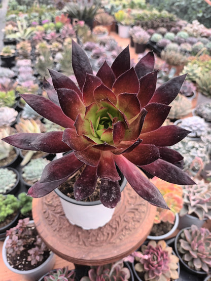 Aeonium  Black Magic