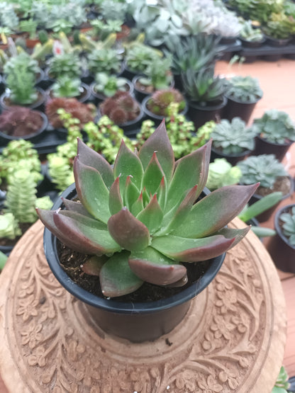 Echeveria agavoides 'Red Shade'