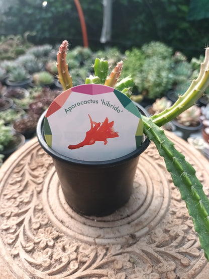 Aporocactus hybrid