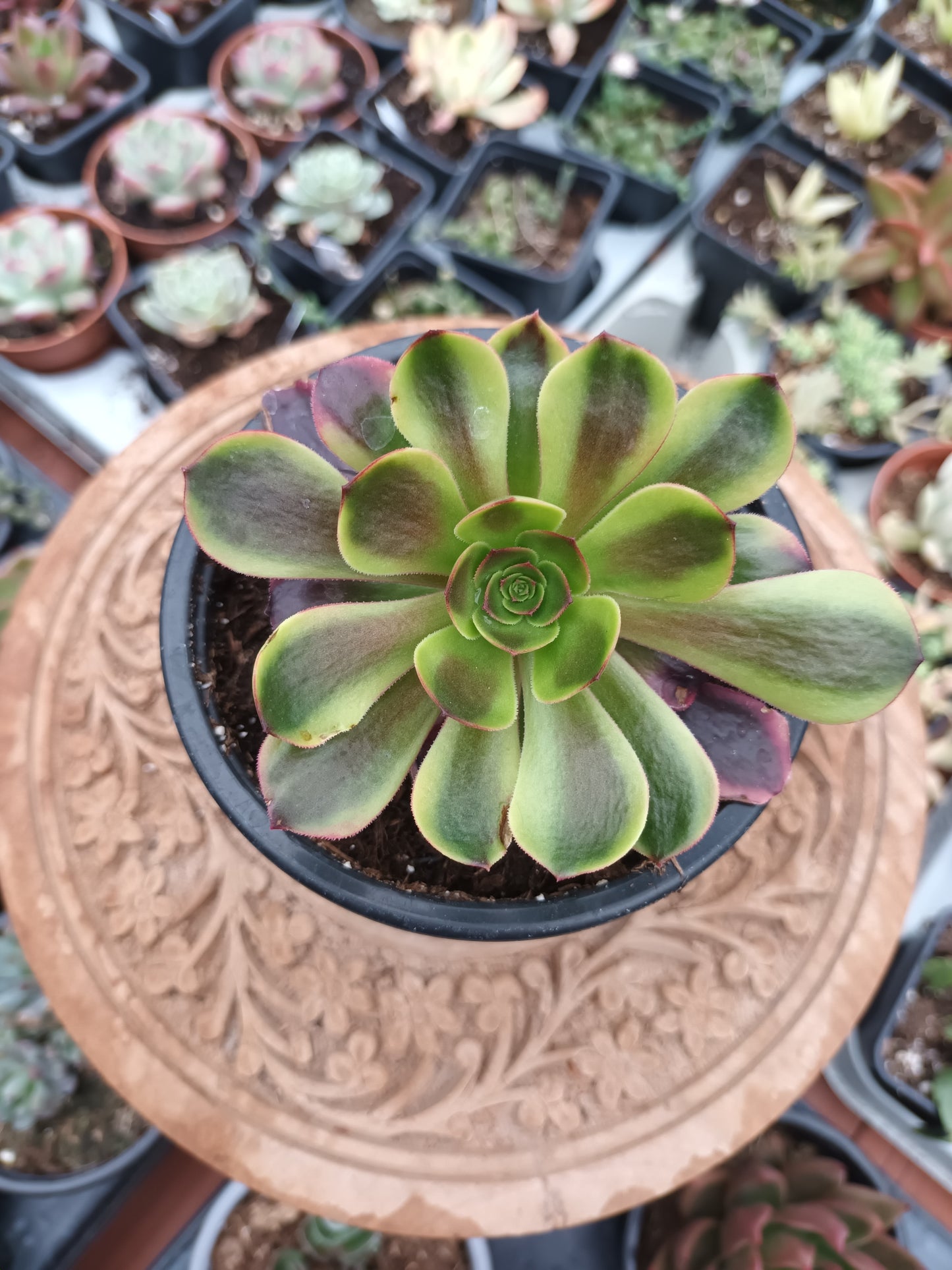 Aeonium Superbang