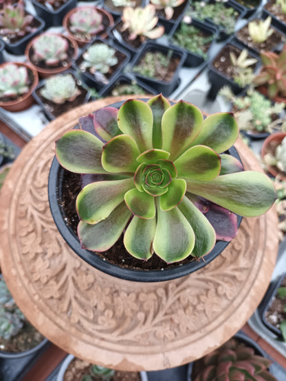 Aeonium Superbang
