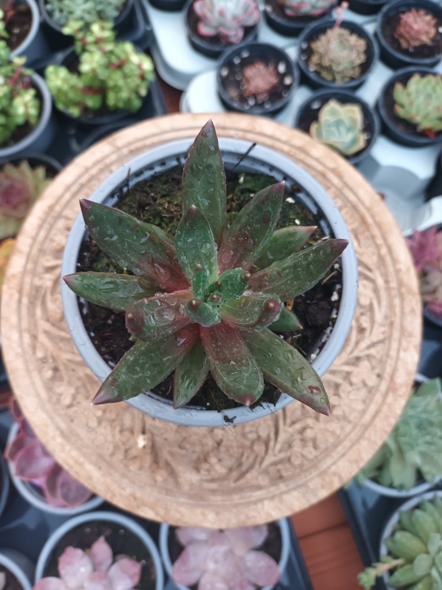 Pachyveria 'Izar'