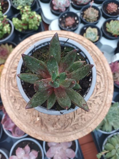 Pachyveria 'Izar'