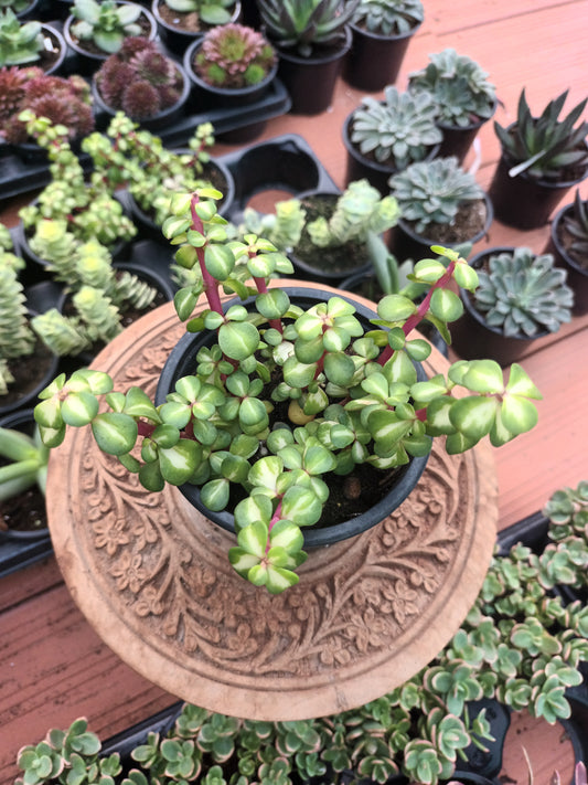 Portulacaria afra 'Mediopicta'