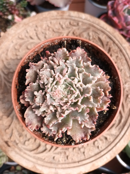 Graptoveria 'starfire'