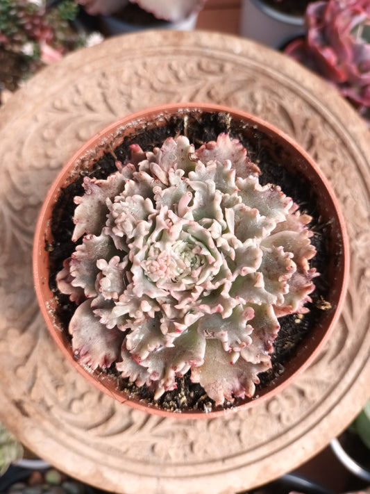 Graptoveria 'starfire'