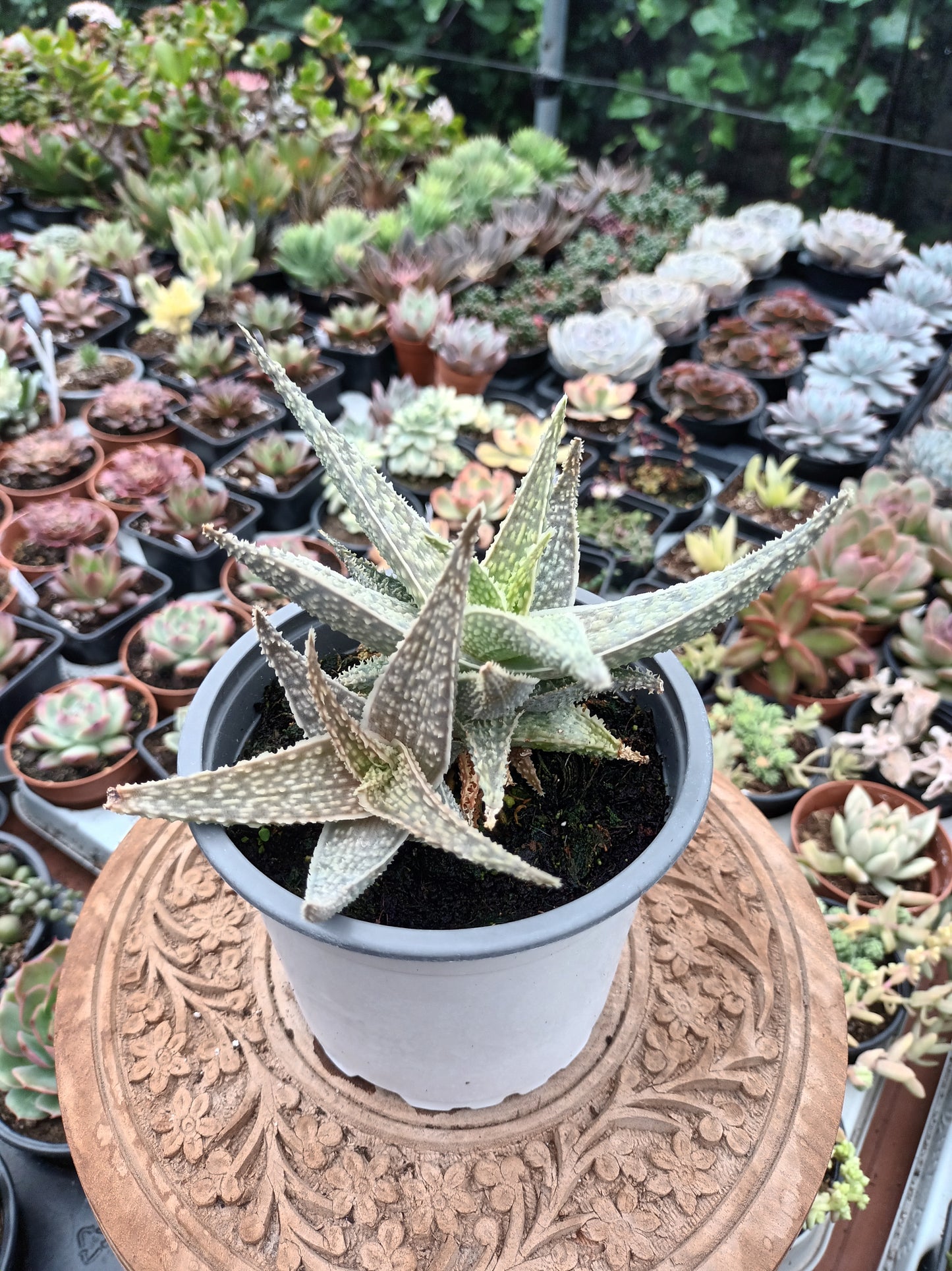 Aloe ‘White Lightning'