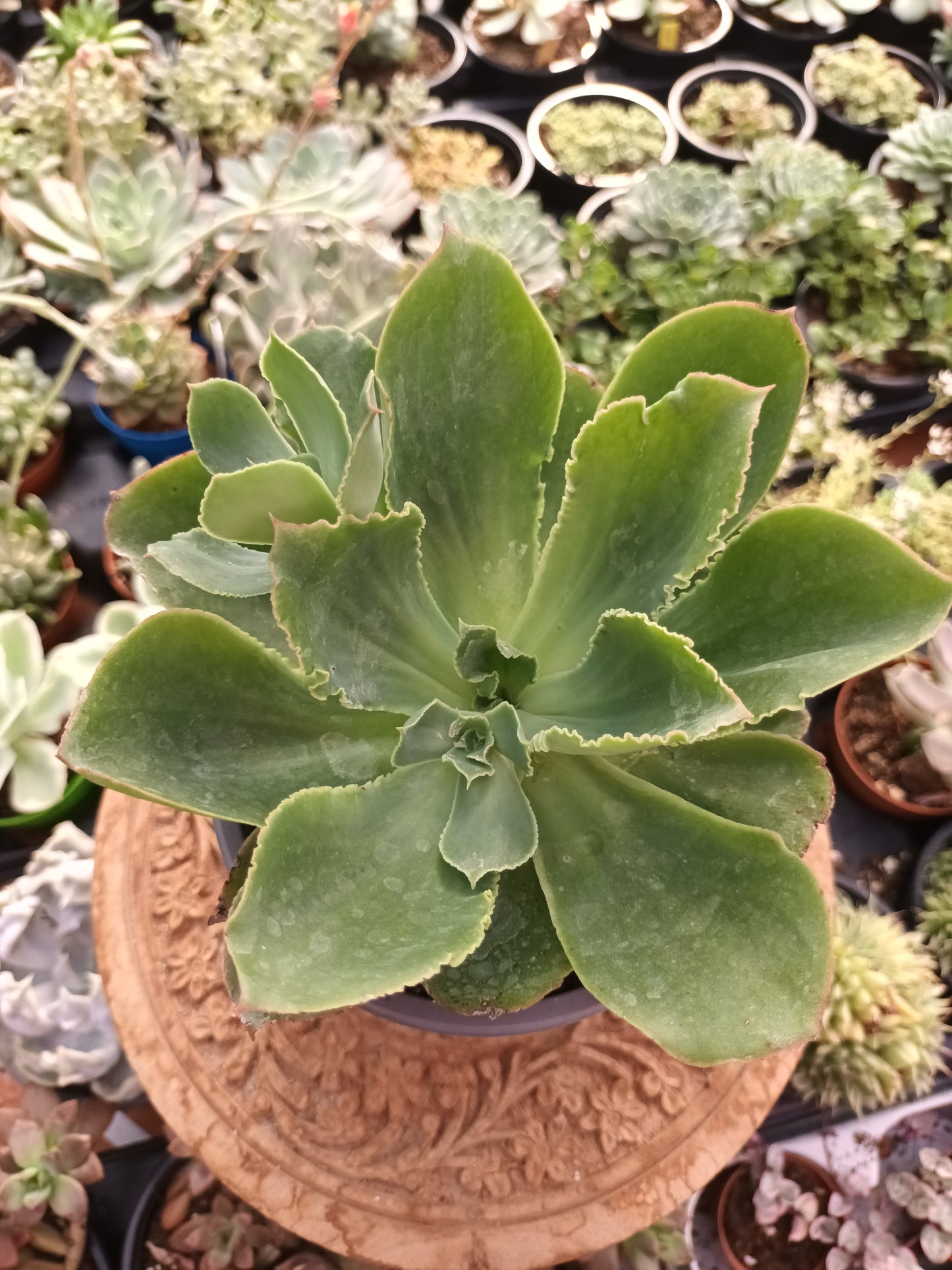 Echeveria Guerrensis