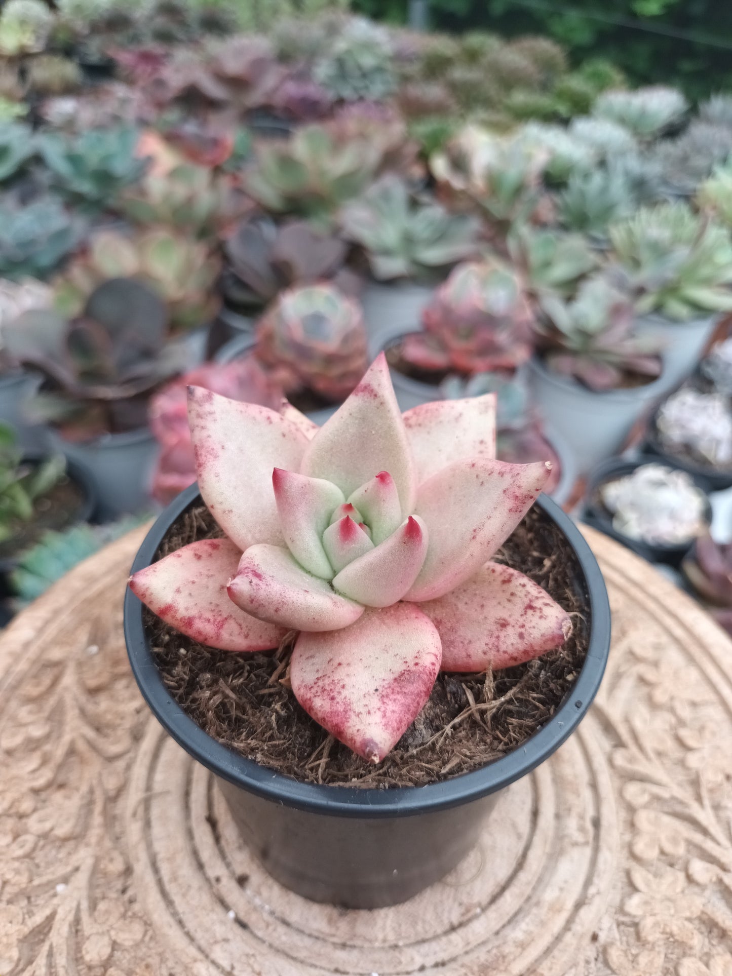 Echeveria agavoides 'Romeo'