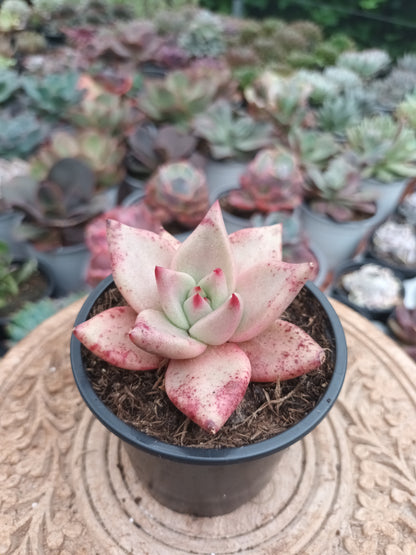 Echeveria agavoides 'Romeo'