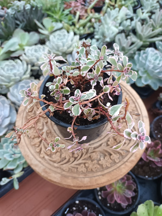 Sedum Spurius Tricolor