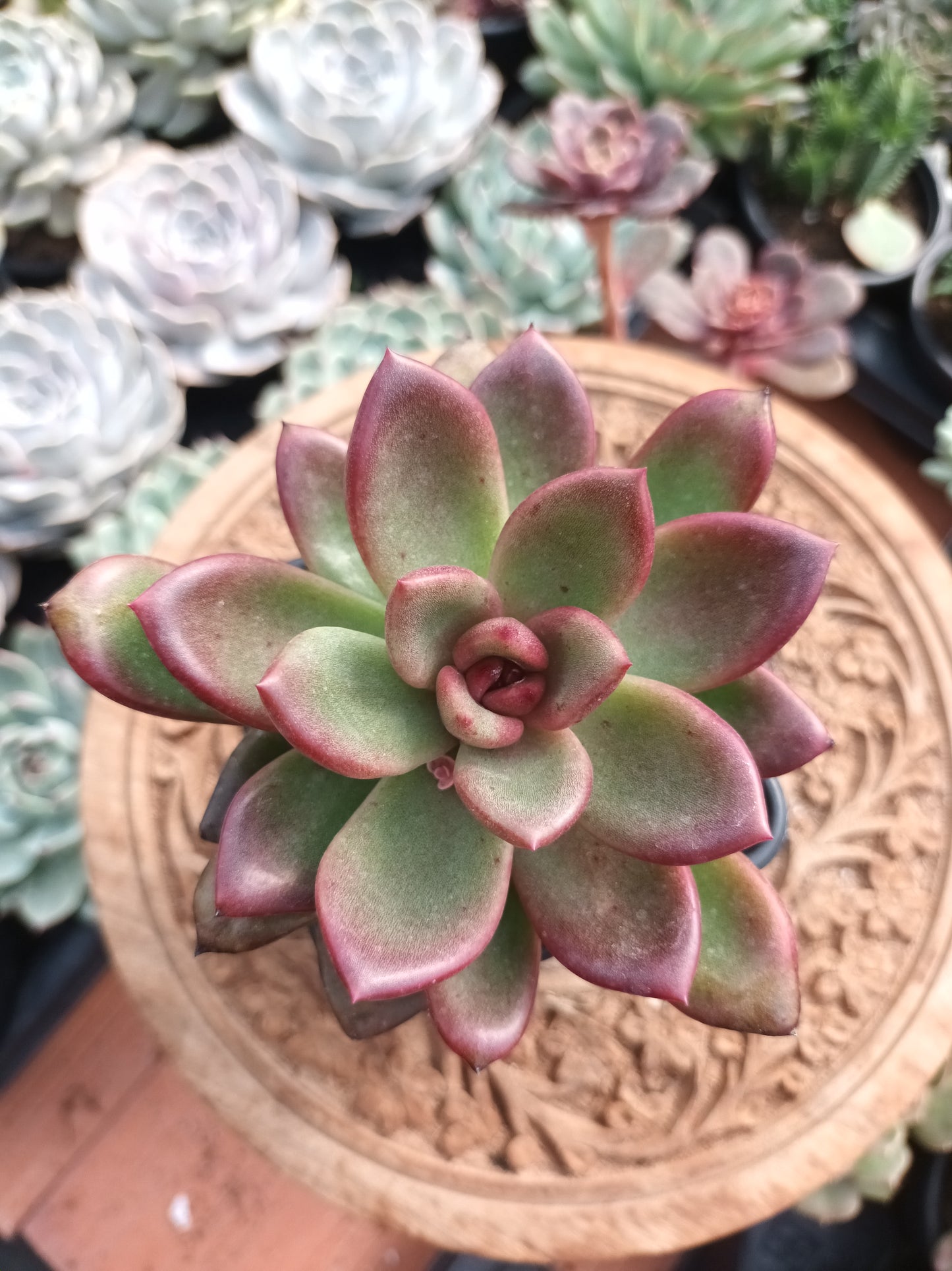 Echeveria 'Nike'