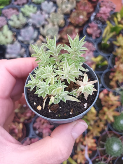 Sedum lineare variegata
