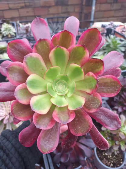 Aeonium Superbang