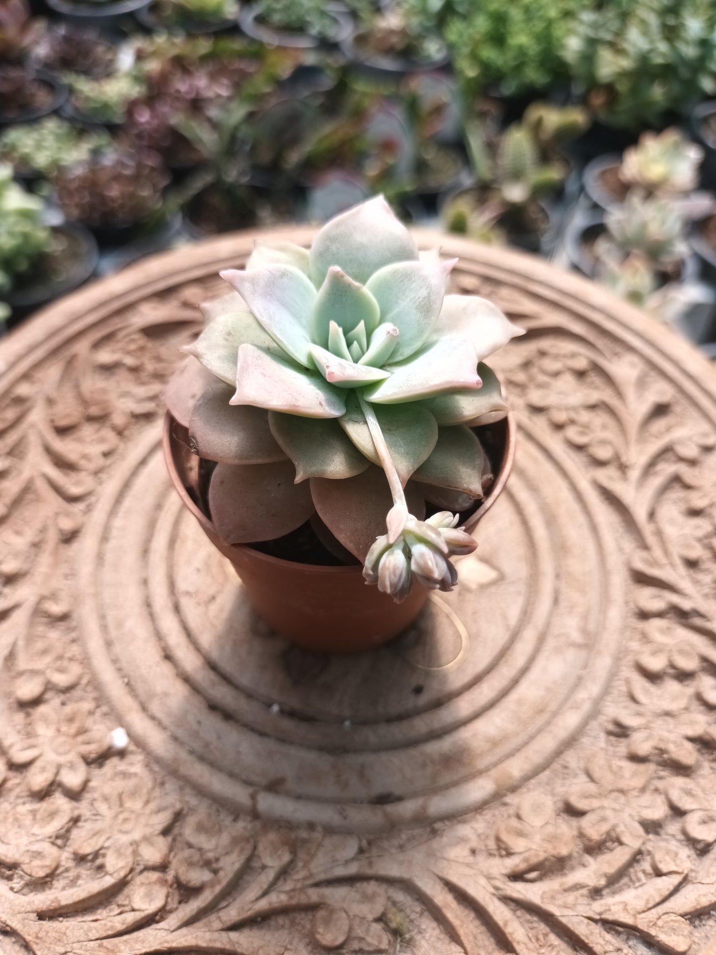 Sedum sinforosanum