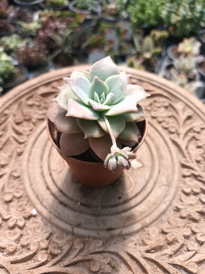 Sedum sinforosanum