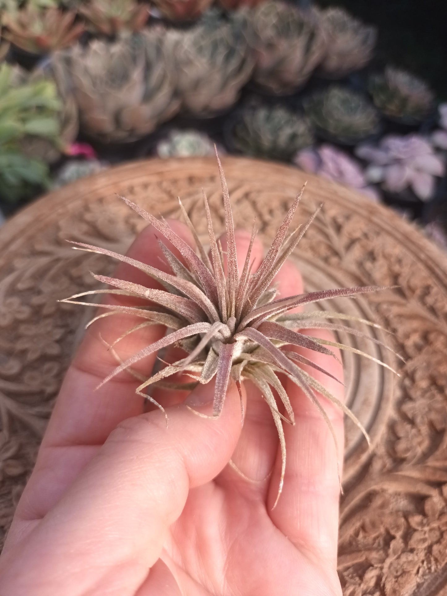 Tillandsia ionantha var. rubra