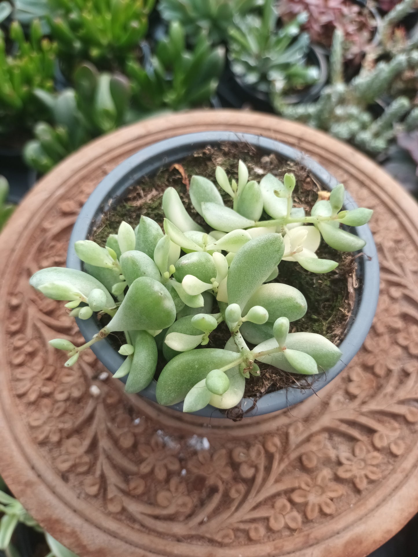 Cotyledon pendens variegata