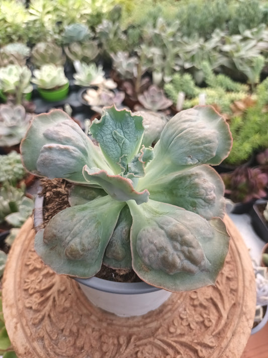 Echeveria Linguas