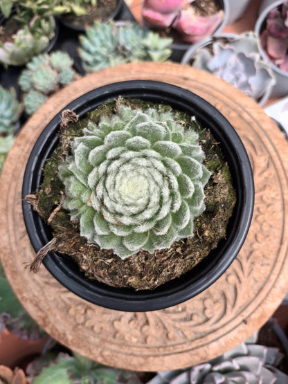 Sempervivum 'Coconut Kiss'