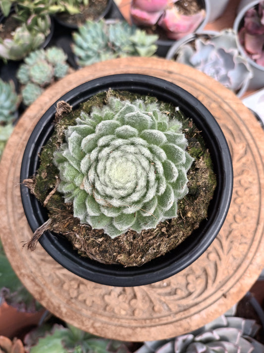 Sempervivum 'Coconut Kiss'