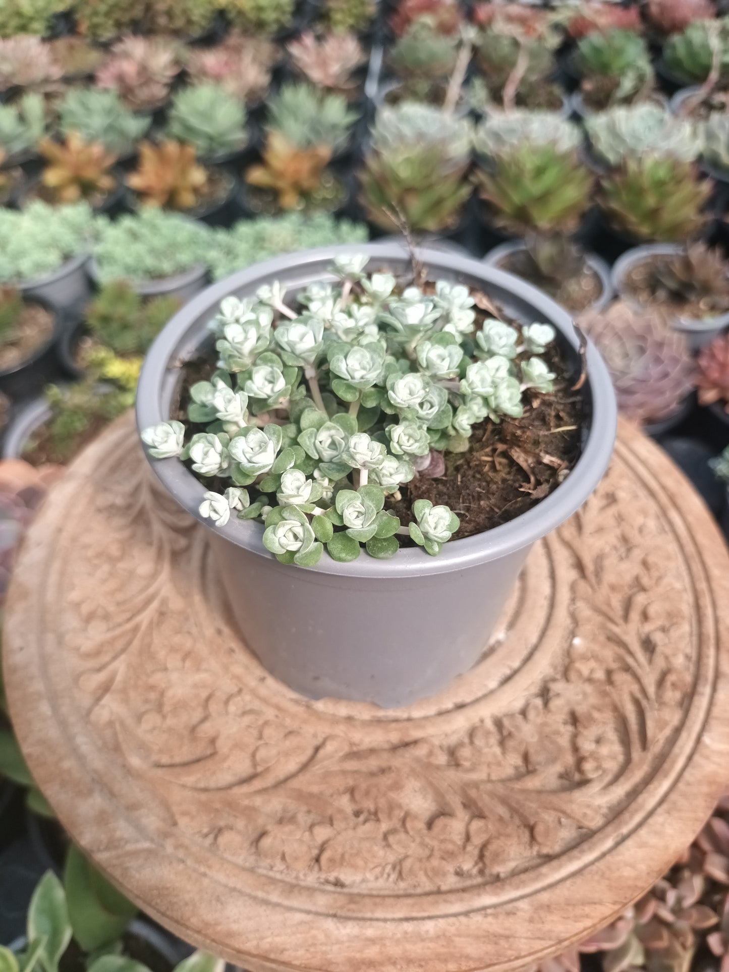 Sedum spathulifolium