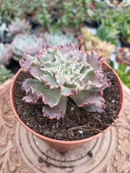 Graptoveria 'starfire'