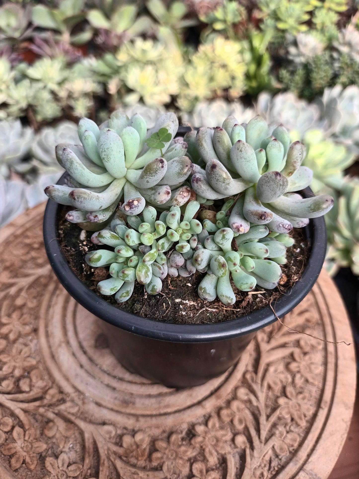 Graptopetalum Pachyphyllum ‘Blue Beam’