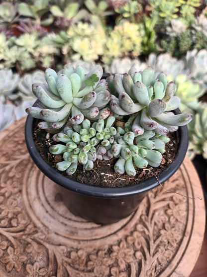 Graptopetalum Pachyphyllum ‘Blue Beam’