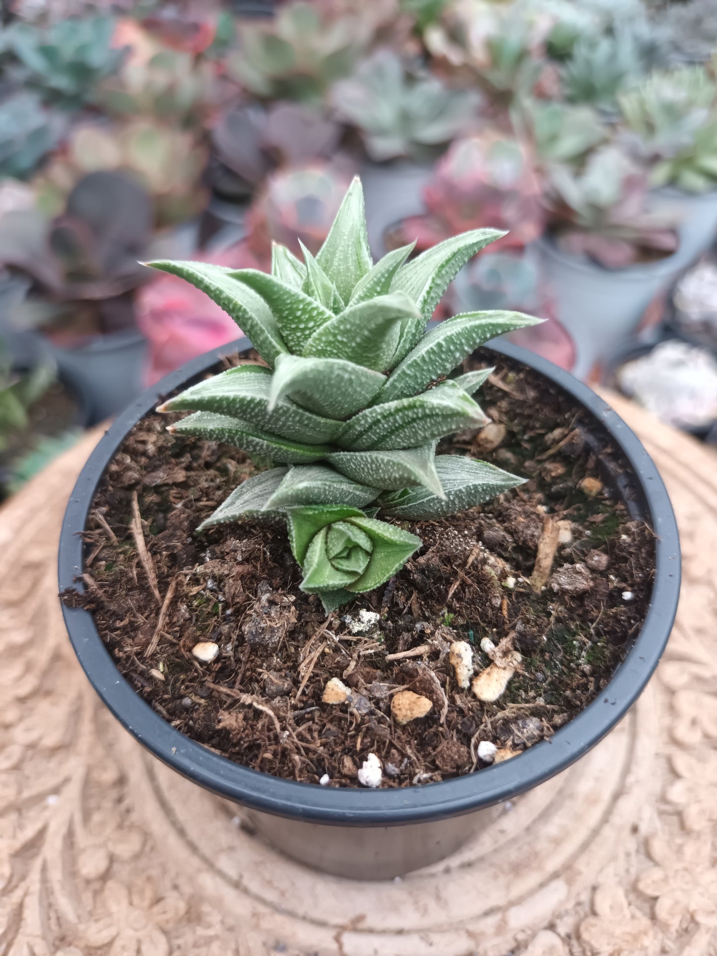 Haworthia tortuosa variegata
