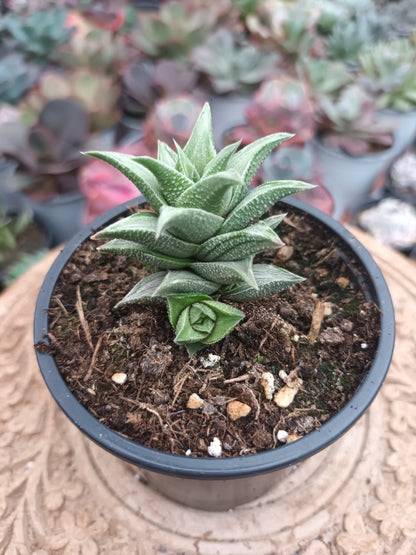 Haworthia tortuosa variegata