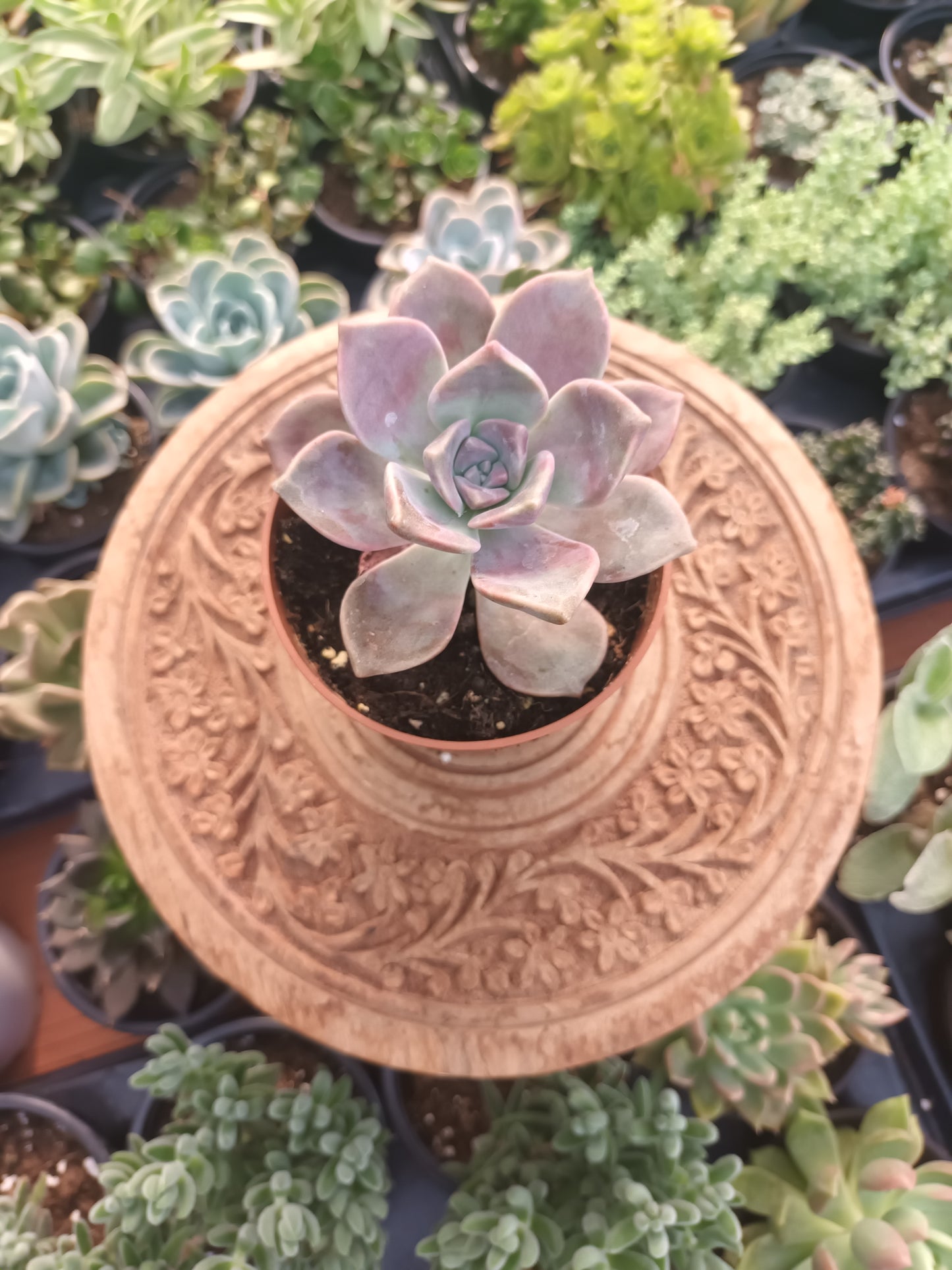 Graptoveria purple delight