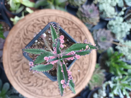 Kalanchoe pink butterfly variegata
