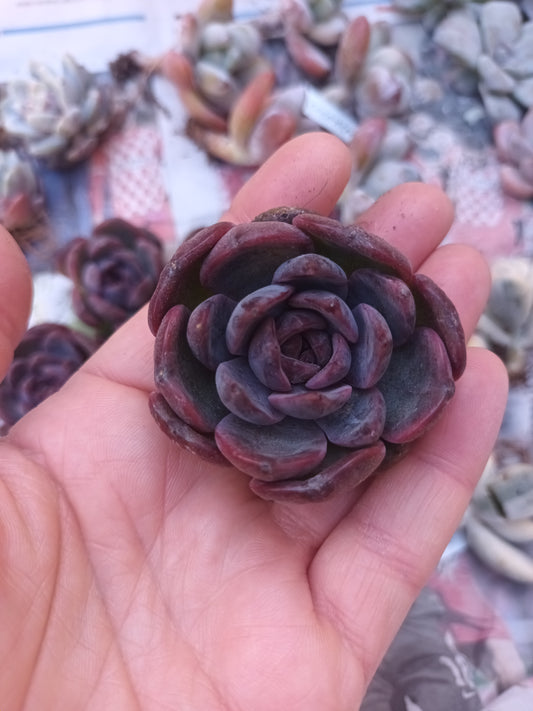 Echeveria Blackberry