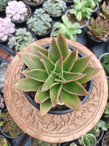 Echeveria Mexicana