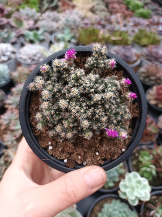 Trichodiadema densum