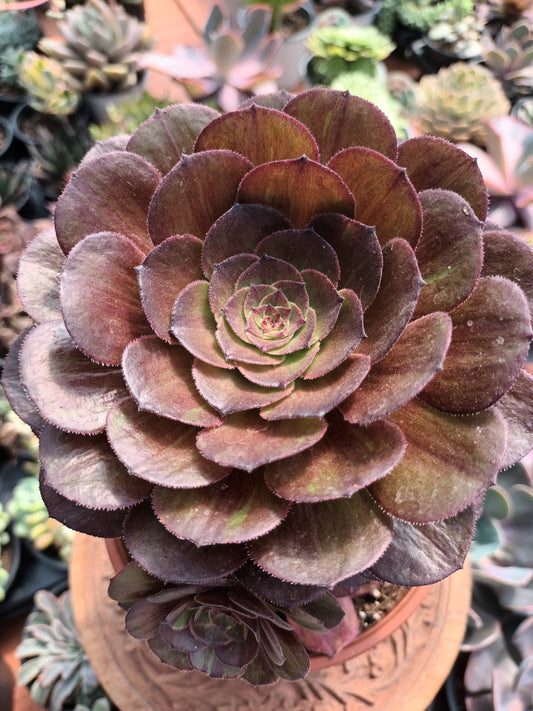 Aeonium Halloween big bang mutación