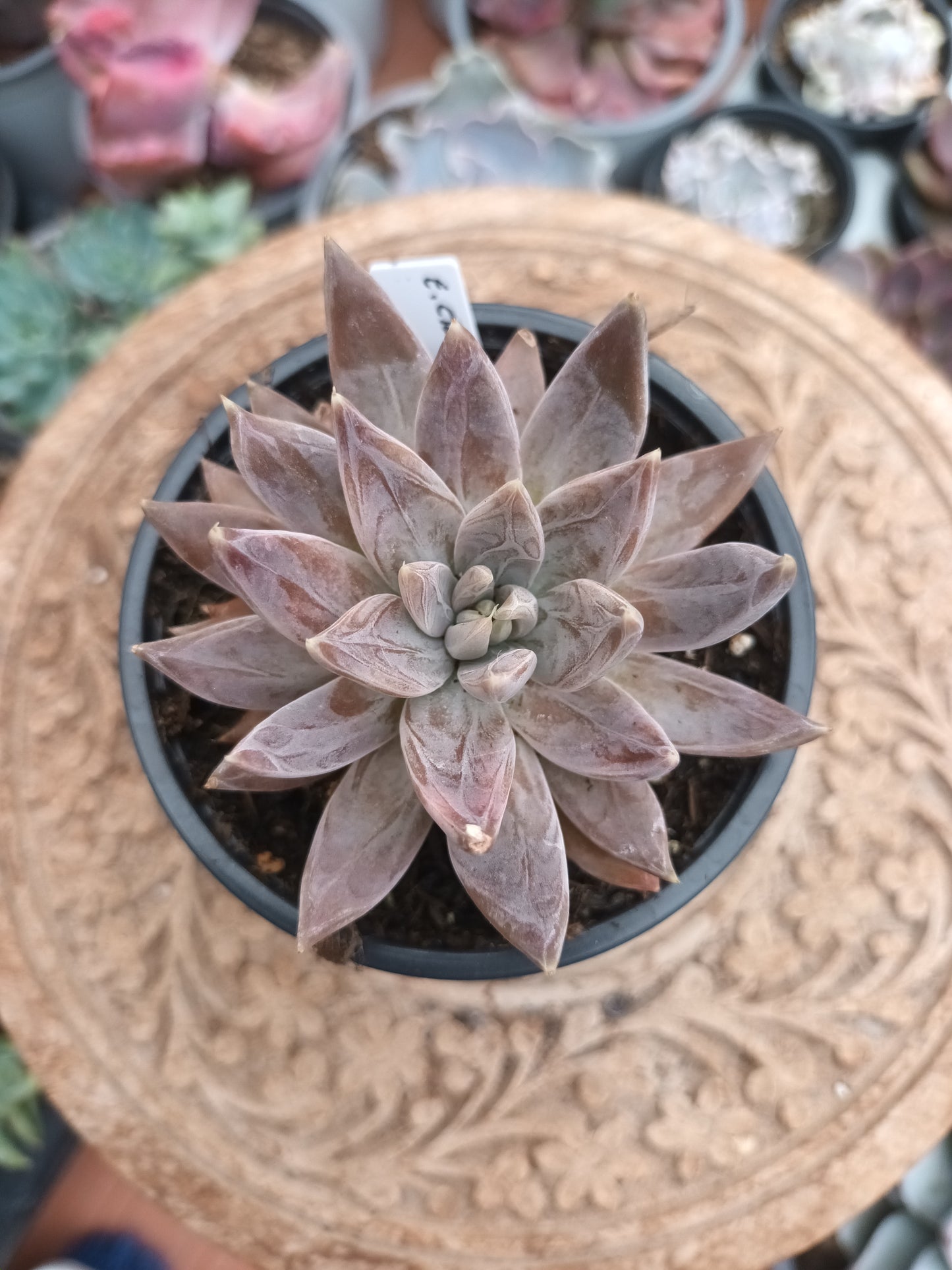 Echeveria craigiana
