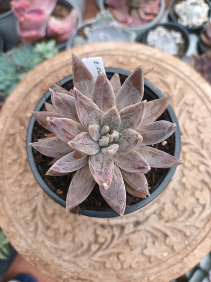 Echeveria craigiana