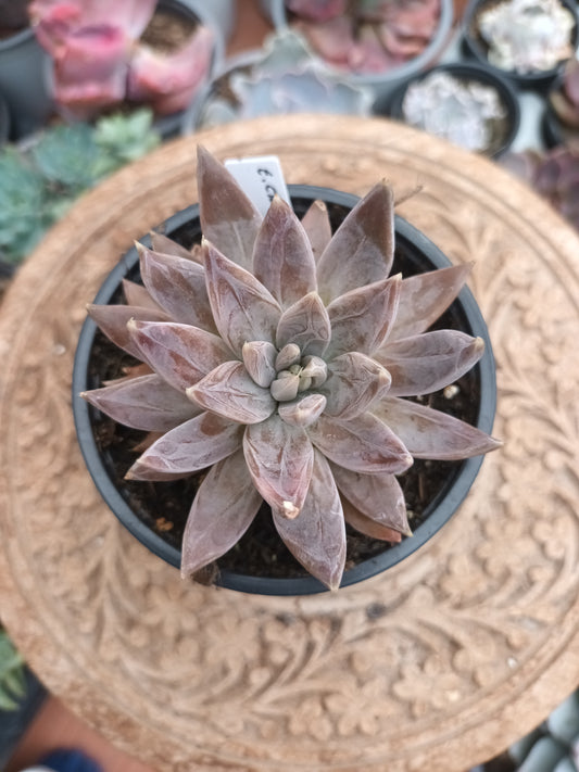 Echeveria craigiana