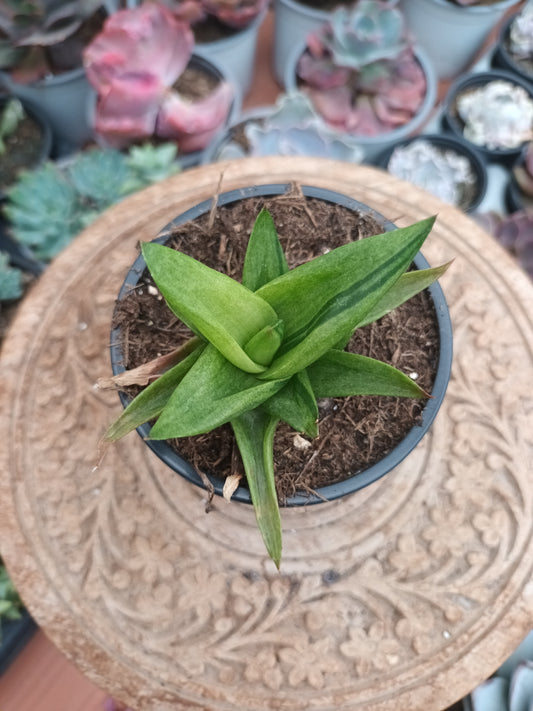 Gasteraloe Black Gemm variegata